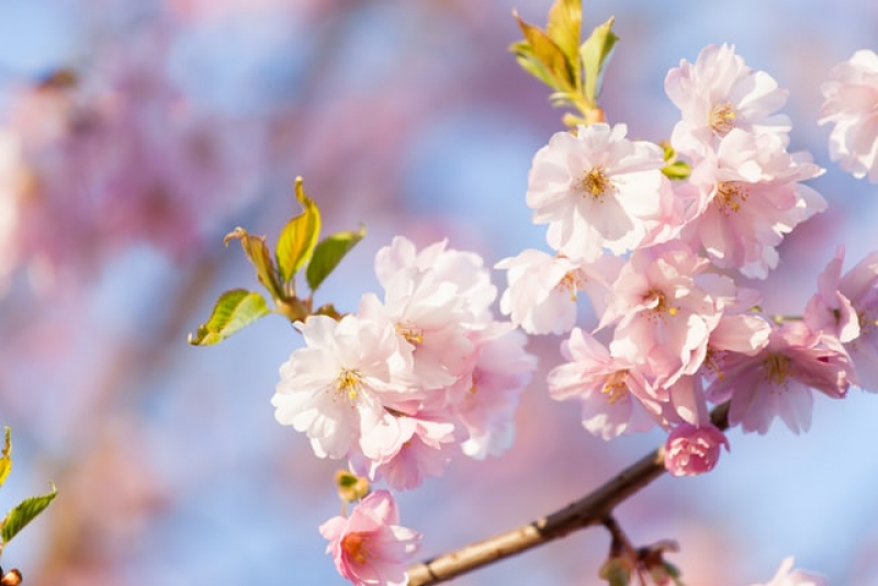 vernal-equinox-day--shunbun-no-hi-1648713318-1.jpg