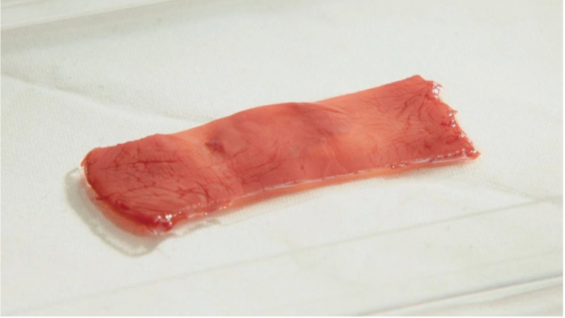 japans-first-edible-cultured-meat-tokyo-university---nissin-foods-hd-1649035876-1.jpeg