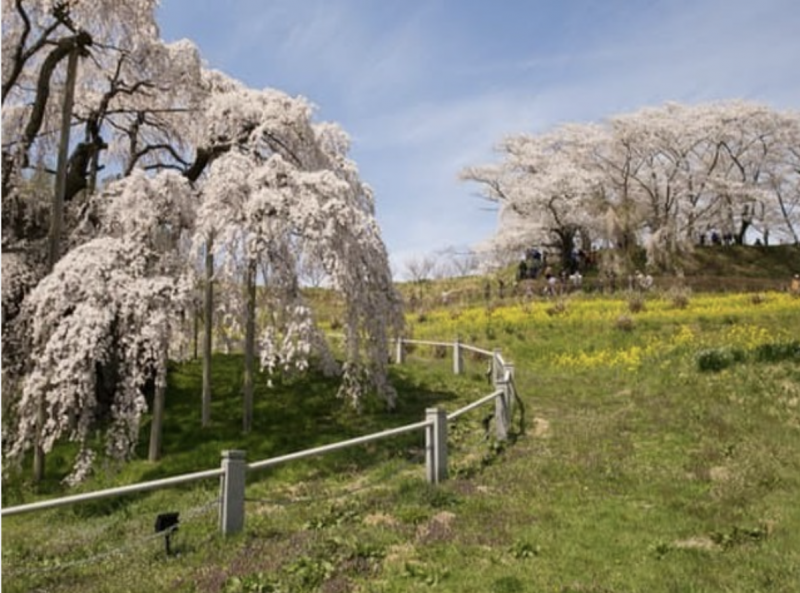 5-recommended-canned-foods-to-liven-up-online-cherry-blossom-viewing-1649639545-1.png