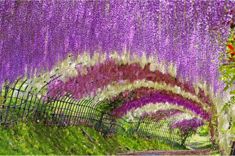 -wisteria-tunnel-at-kawachi-fuji-gardens-japan-1650527038-1.jpeg
