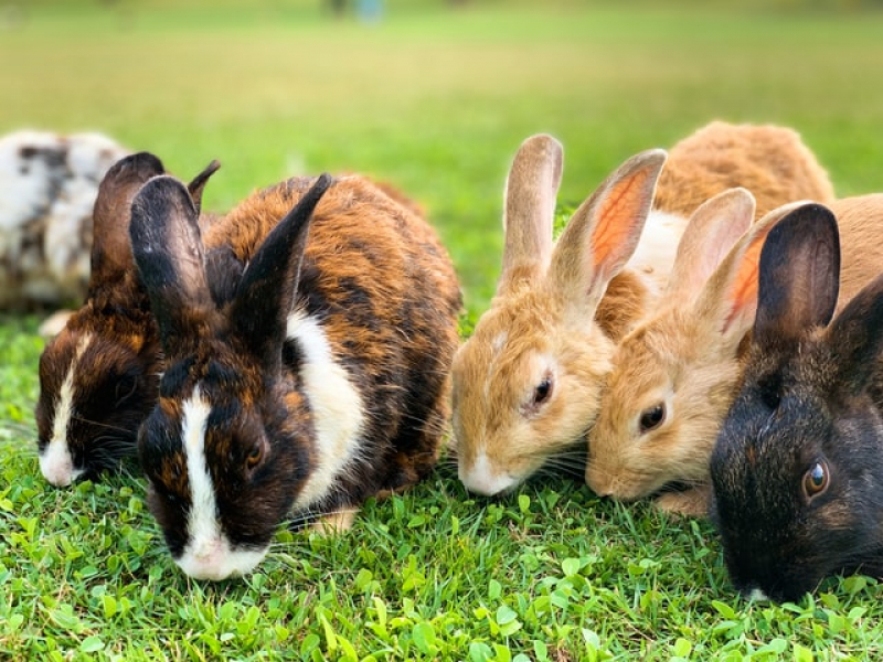 okunoshima---an-island-of-cute-rabbits-with-a-dark-history-1650599584-1.jpg