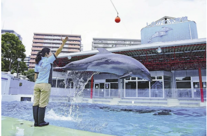 the-shinagawa-aquarium-is-being-rebuilt-and-the-dolphin-show-is-about-to-end--30-years-ago-it-was-popular-as-the-only-centerpiece-in-the-tokyo-metropolitan-area-1653878586-1.png