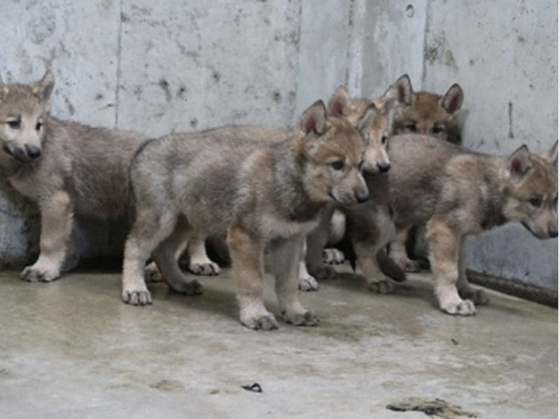 five-eastern-wolf-babies-already-popular-kagoshima-hirakawa-zoo-1656632766-1.png