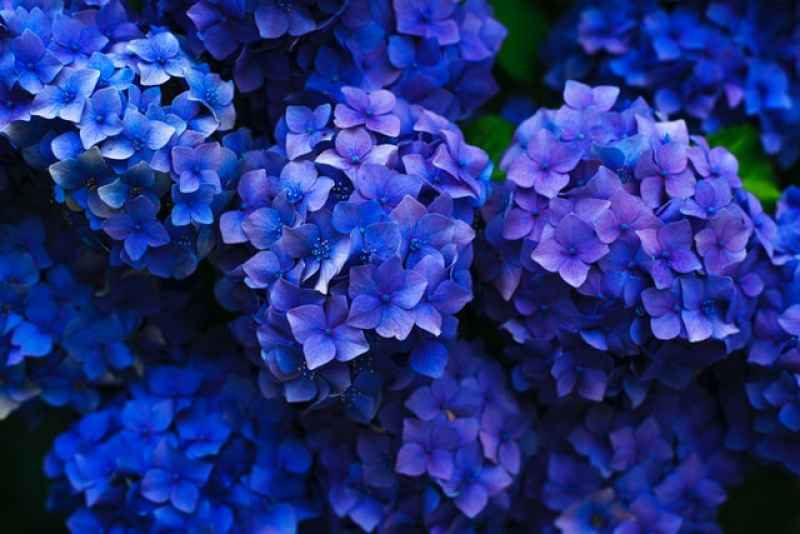 hydrangea---ajisai-the-japanese-flower-during-the--rainy-season--summer--1623293404-1.jpg