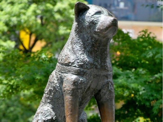 storytelling-of-life-100th-anniversary-of-the-birth-of-hachiko-the-faithful-dog-empathy-spreads-around-the-world-even-in-ukraine-1685342403.jpg