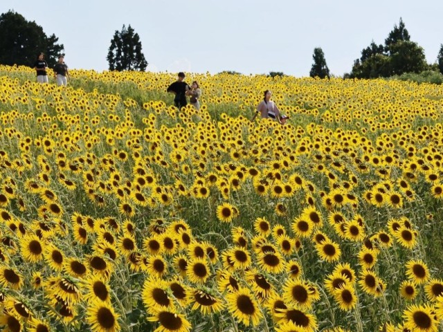 small-and-cute-sunflowers-in-full-bloom-on-yamamotoyama-kogen-in-ojiya-city-1694066693.jpg