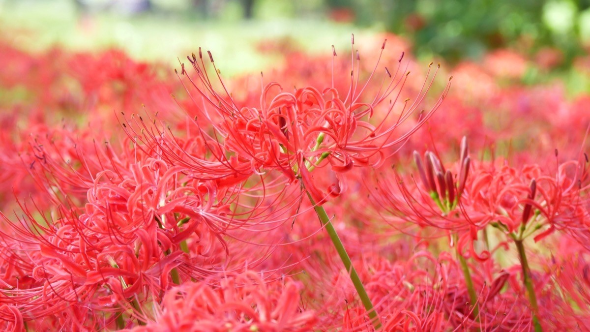 katsushika-ward-higanbana-hill-looks-like-a-bright-red-carpet-red-and-white-higanbana-splendidly-decorate-mizumoto-parks-iris-garden-1695863435.jpg