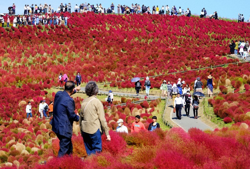 the-red-carpet-that-heralds-autumn-33000-kochia-trees-are-in-full-bloom-in-ibaraki-1698192427.jpg