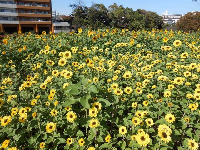 winter-sunflowers-are-already-80-full-bloom-in-the-lingering-heat-of-zama-park-even-though-the-best-time-to-see-them-is-usually-around-christmas-1701217320.jpg