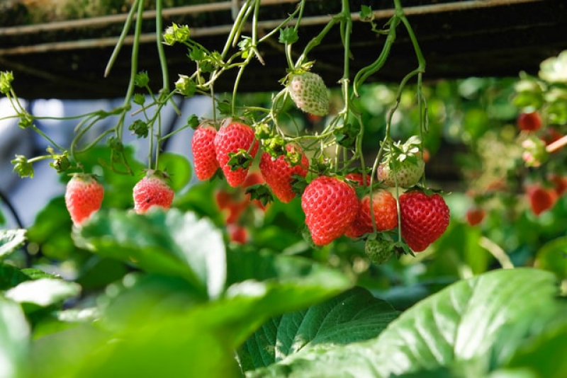 most-expensive-and-delicious-fruits-in-japan-1625045385-1.jpg
