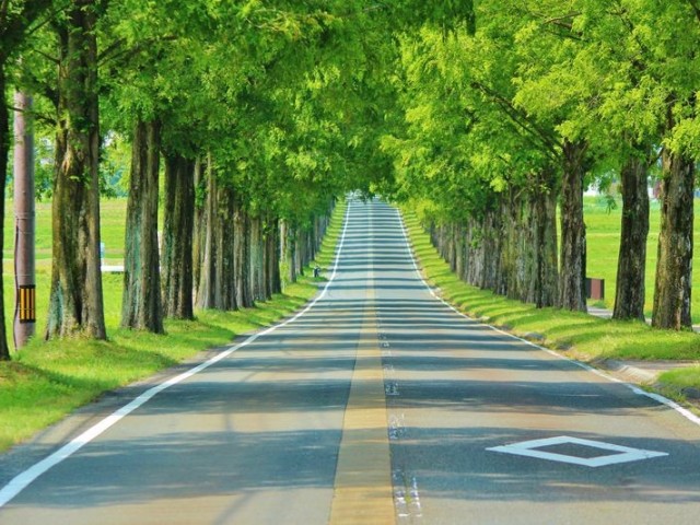 the-metasequoia-tree-lined-road-in-the-makino-highlands-is-a-very-beautiful-and-impressive-driving-route-shiga-1706772763.jpg