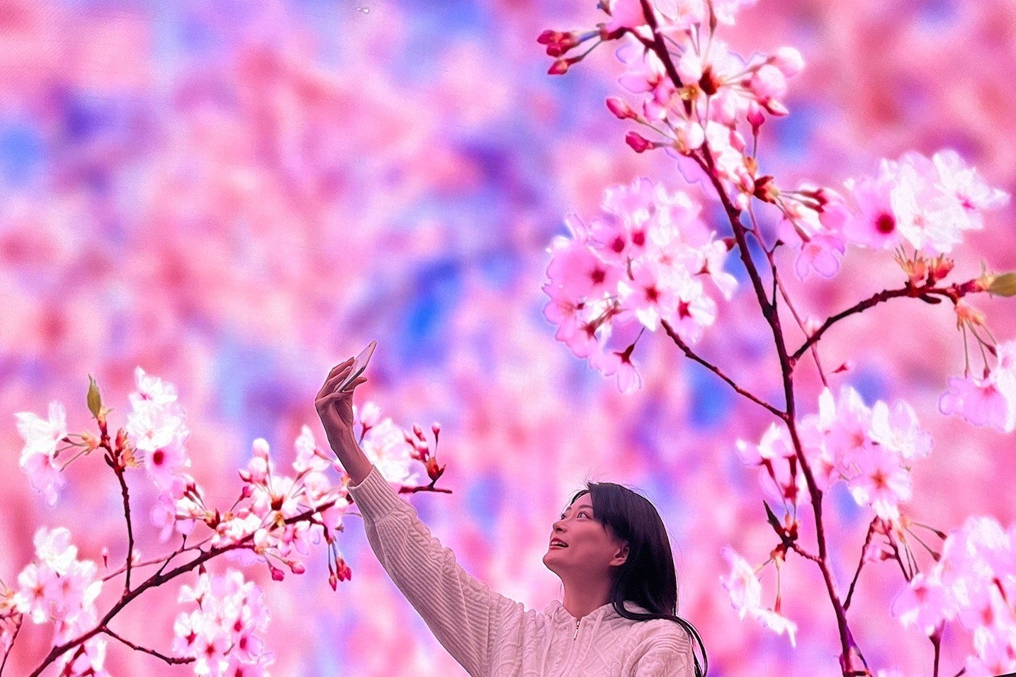sakura-welcome-dome-you-can-take-pictures-before-the-screening-cherry-blossom-viewing-in-full-bloom-at-konica-minolta-planetarium-1707794407.jpg