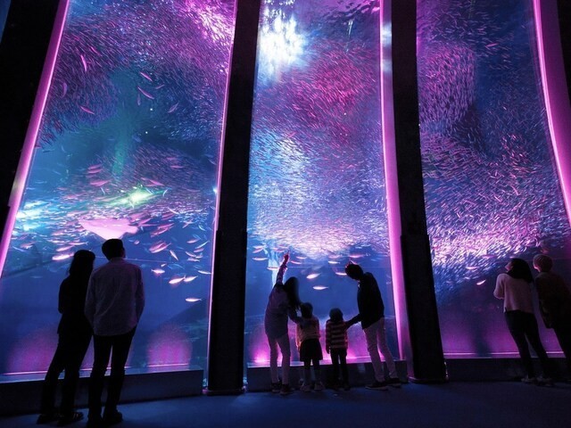cherry-blossom-viewing-at-underwater-cherry-blossoms-at-hakkeijima-sea-paradise-in-yokohama-hanapara-is-held-where-living-things-and-flowers-compete-1709772770.jpg