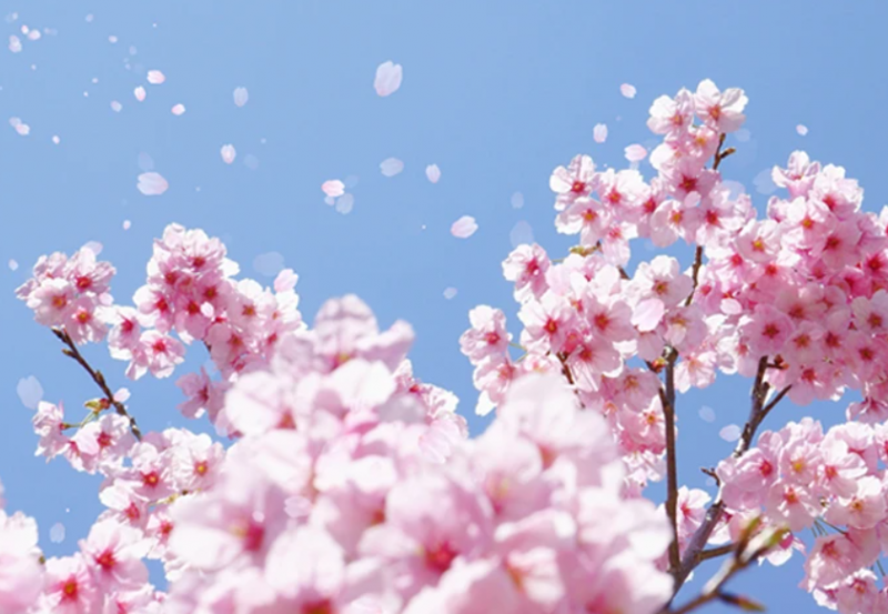 japanese-cherry-blossom-culture-history-and-sensibility-1710811209-1.png