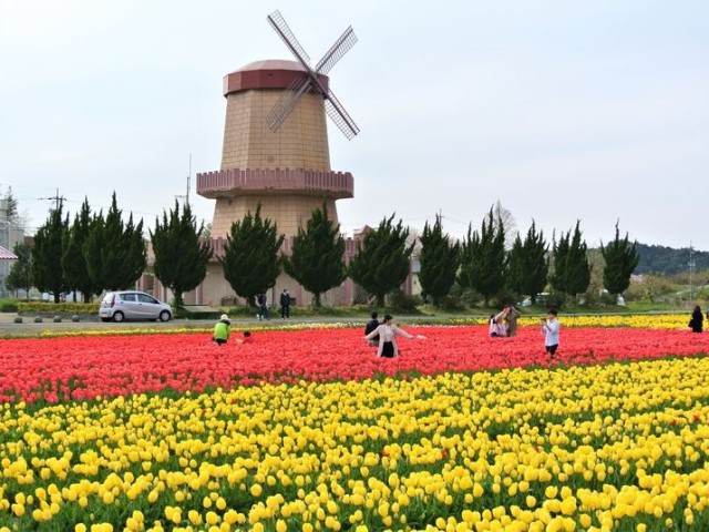 get-intoxicated-by-the-gorgeous-atmosphere-hakuta-tulip-field-shimane-1712023785.jpg