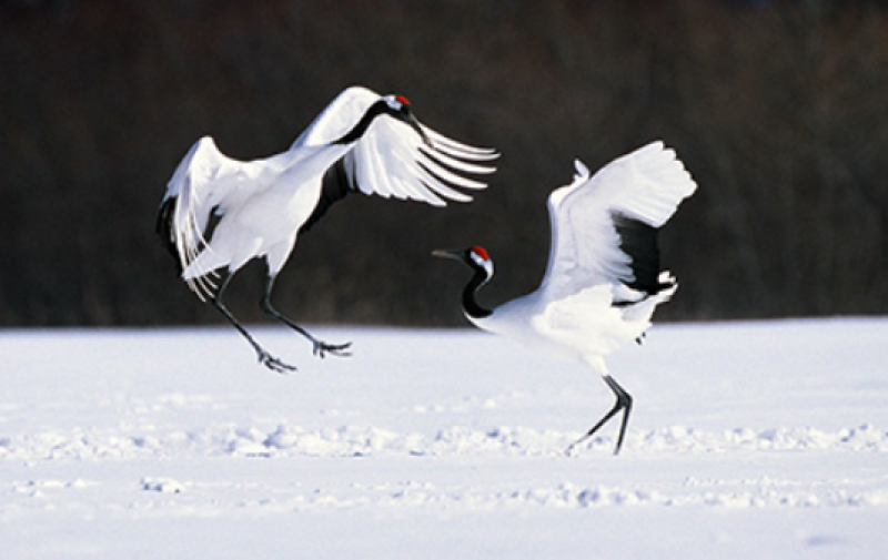 japanese-peoples-relationship-with-cranes-1712877850-1.png