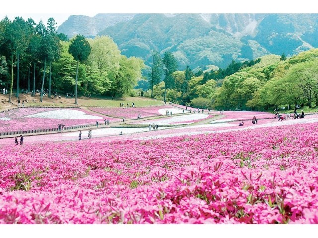 when-is-the-long-awaited-spectacular-view-of-shibazakura-a-festival-has-already-been-held-at-the-shibazakura-hill-that-attracted-1-million-people-its-a-spectacular-sight-at-the-end-of-the-cherry-blossom-season-in-the-city-1713402314.jpg