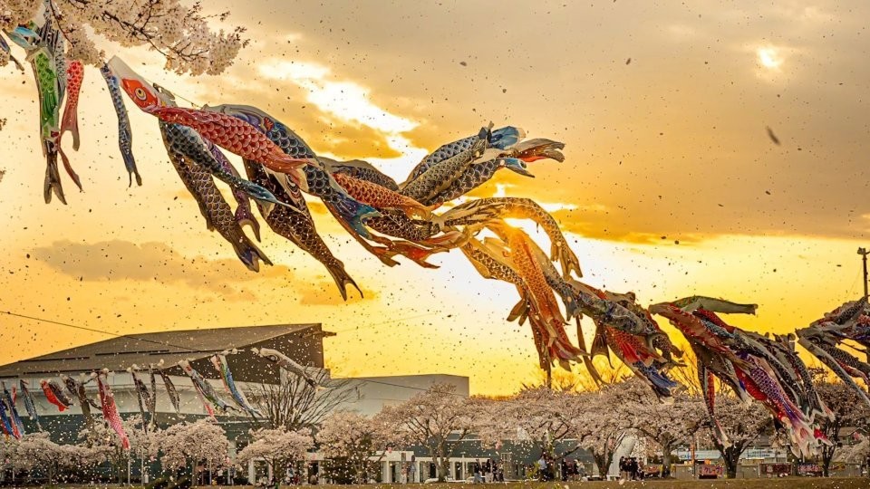 colorful-carp-streamers-swim-through-a-golden-cherry-blossom-blizzard-people-are-impressed-by-the-beautiful-spring-baton-touch-1713488838.jpg