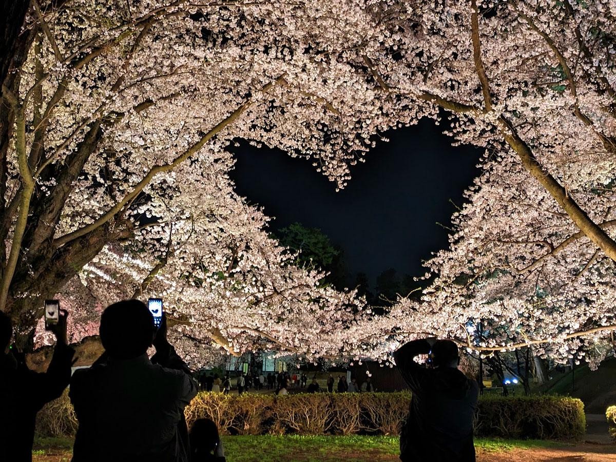 someiyoshino-cherry-trees-in-hirosaki-park-are-in-full-bloom-including-the-heart-and-cherry-blossoms-reflected-on-the-water-surface-1713832355.jpg