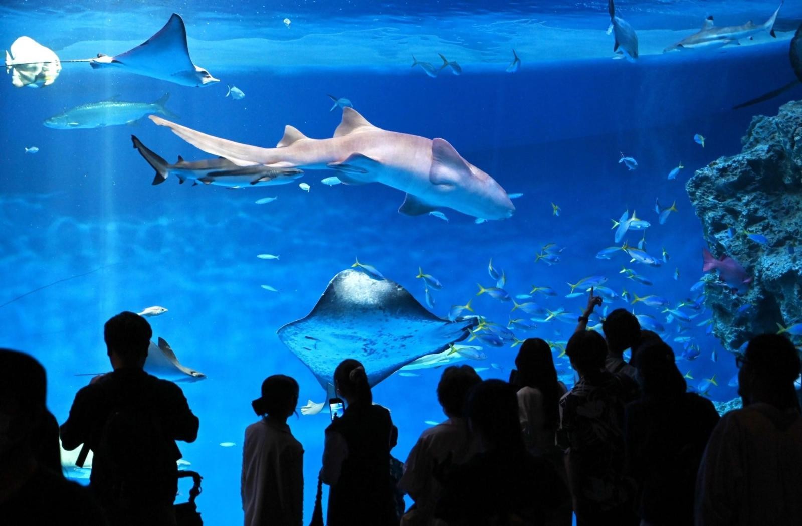 kobe-suma-sea-world-its-so-big-you-can-get-lost-adults-3100-yen-feels-cheap-long-lines-on-opening-day-1717551729.jpg