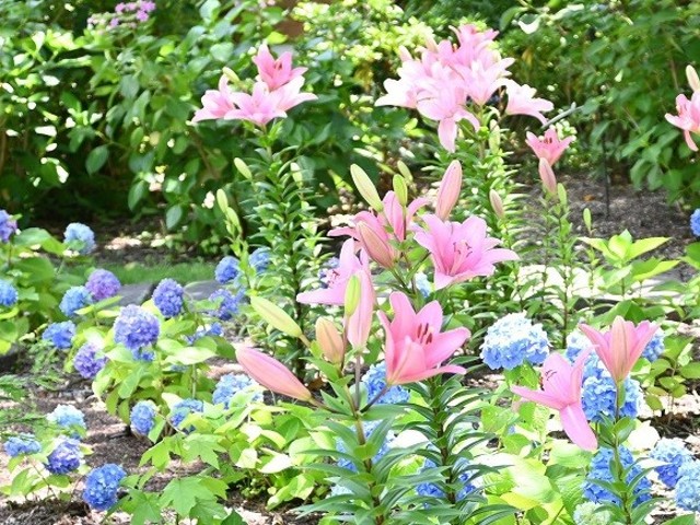 a-competition-between-hydrangeas-and-lilies-lodge-maishima-garden-fair-osaka-1717718116.jpg