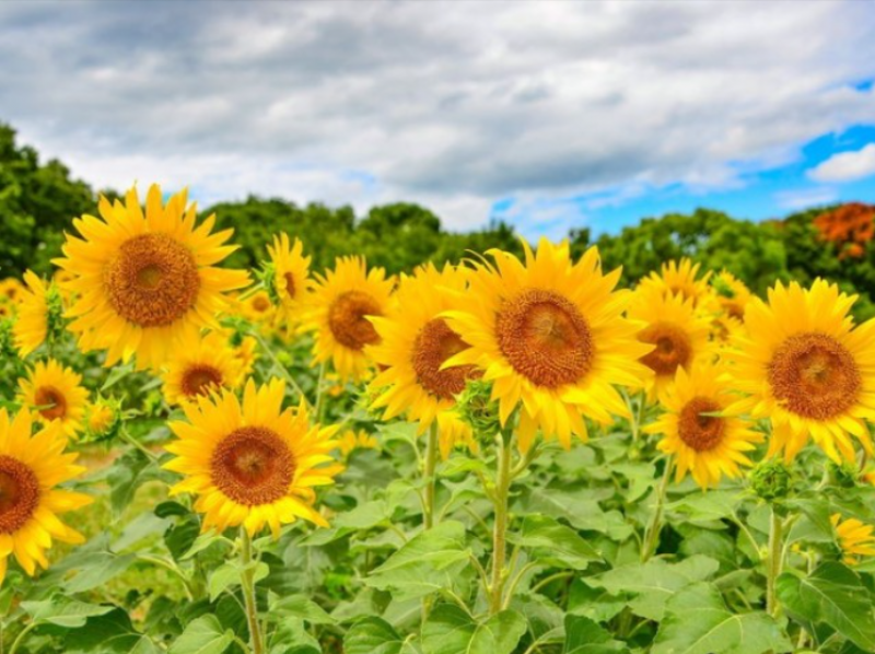 a-park-that-colors-the-summer-in-japan-150000-sunflowers-and-sarsaparis-in-vivid-contrast-1720163967-1.png