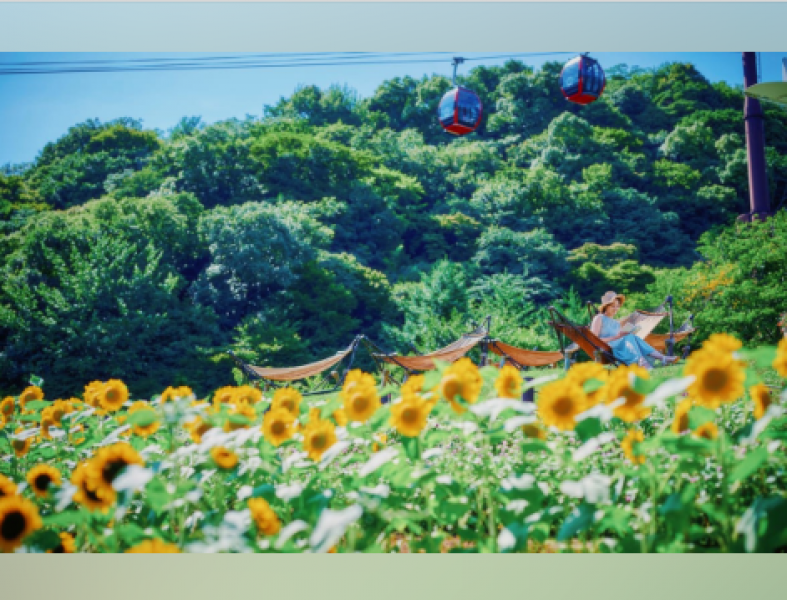 seven-sunflower-fields-across-japan-that-add-color-to-summer-memories-of-summer-in-japan-at-the-most-spectacular-spots-1722560624-1.png