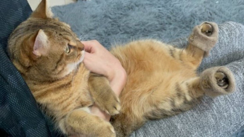 slippers-made-of-100-cat-hair-by-japanese-owner-becomes-a-hot-topic-1724032630-1.png