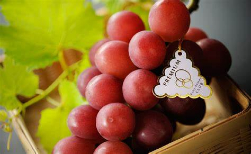 japans-super-premium-grapes-ruby-romain-allegedly-leaked-out-to-asia-without-permission-and-fake-brand-problem-1724125579-1.jpg