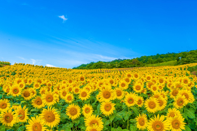 japans-august-october-temperatures-forecast-to-remain-above-normal-september-could-be-as-hot-as-last-year-1724125983-1.jpg