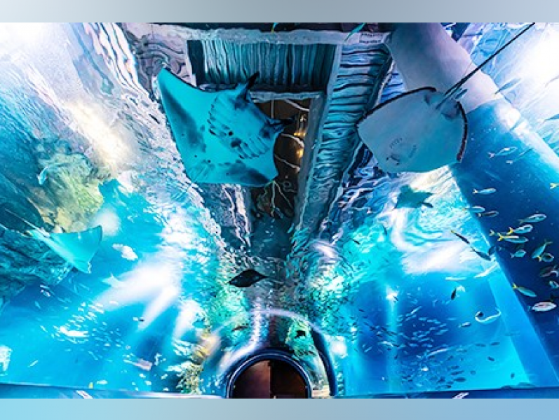top-aquariums-in-eastern-japan-no-1-is-yokohama-hakkeijima-sea-paradise-1724372214-1.png