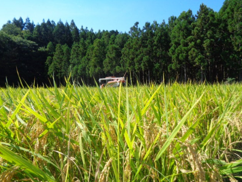 new-rice-hanaechizen-30-higher-in-fukui-japan-due-to-nationwide-rice-shortage-1724893346-1.png