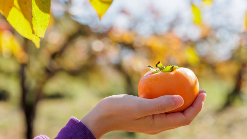japanese-enjoy-fruit-picking-experiences-in-the-harvest-season-1726702634-1.png
