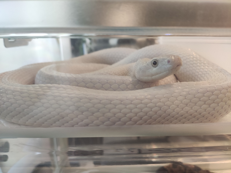 tokyo-snake-cafe-1627285800-1.jpg