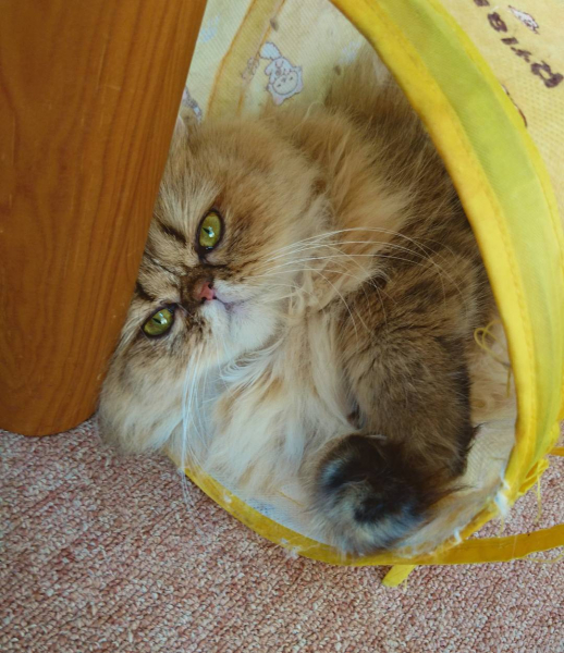 top-4-cat-cafes-in-tokyo--1627354342-1.jpg