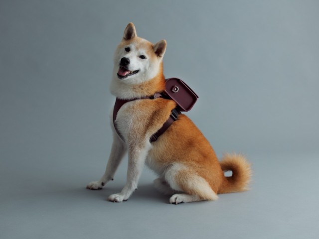 limited-quantity-tsuchiya-kabans-pet-item-pet-school-bag-now-available-in-autumnwinter-limited-colors-1730848867.jpg