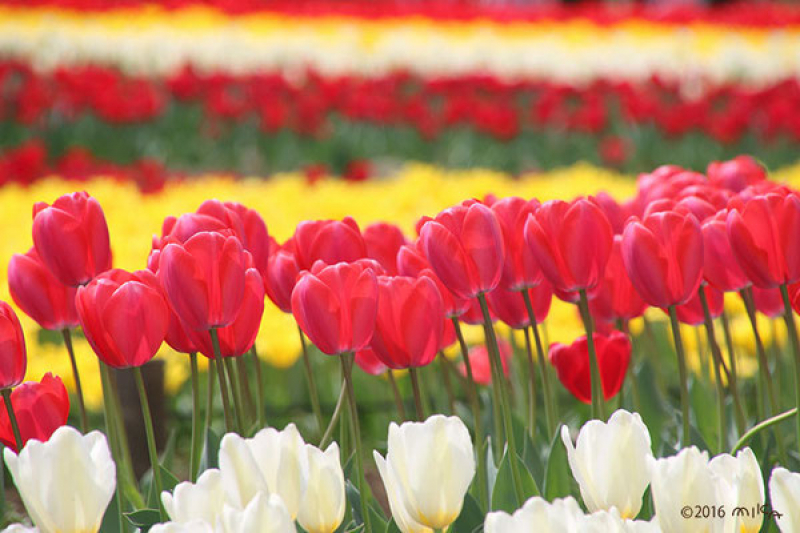 coloring-japans-winter-tulip-shipments-peak-in-asahimachi-toyama-prefecture-1734919765-1.jpg
