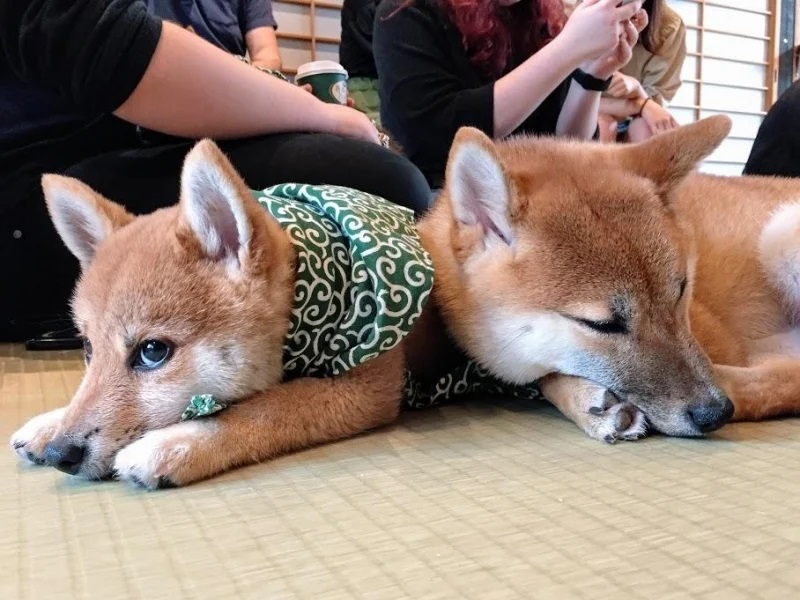 best-dog-cafe----mameshiba-cafe--1627368674-1.jpg