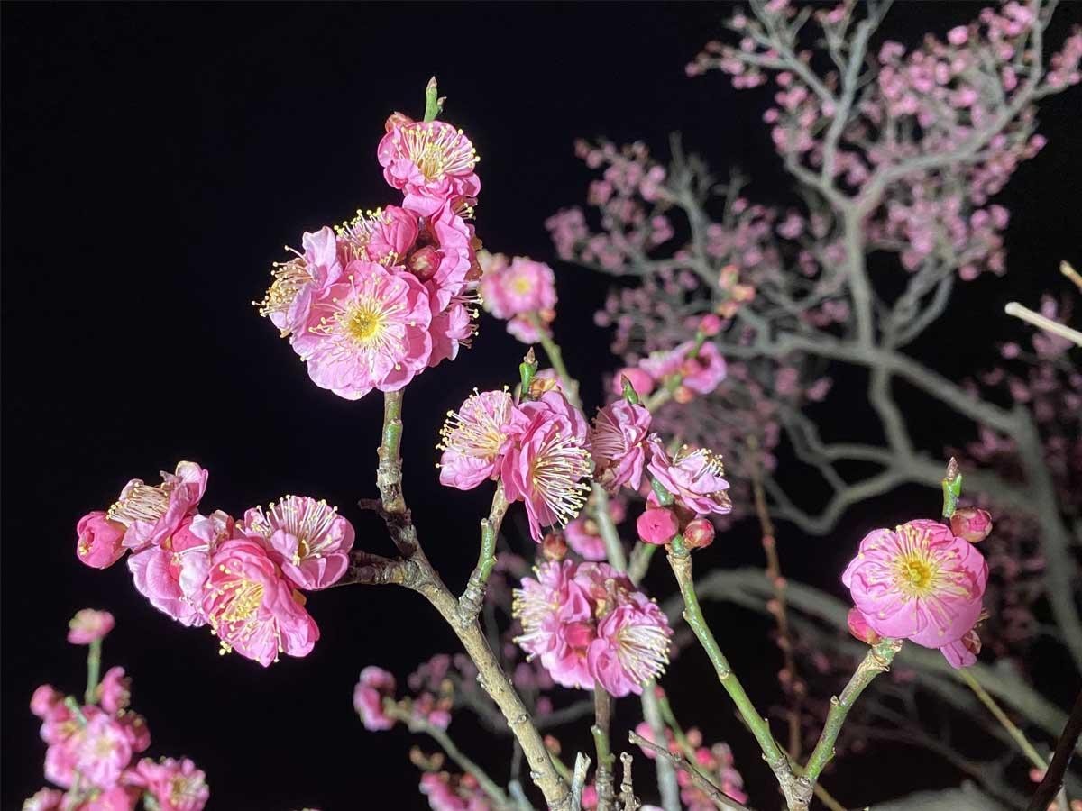 expanding-the-area-of-the-ume-festival-light-up-at-the-fuchu-city-morifushi-expo-museum-1738119652.jpg