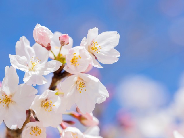 sakura-kaisei-forecast-2025-from-tokyo-on-march-21st-there-are-areas-where-flowering-is-accelerated-due-to-the-high-temperature-trend-in-spring-1738203705.jpg