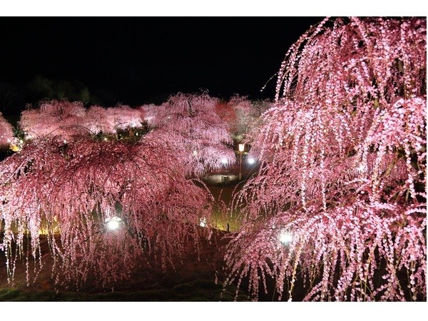 suzuka-city-mie-prefecture-suzuka-forest-garden-a-research-and-cultivation-farm-for-weeping-plums-is-now-open-to-the-public-night-lighting-is-popular-1738807151.jpg