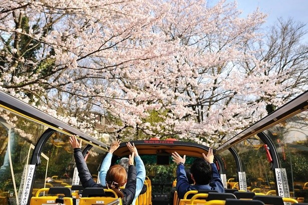 the-cherry-blossom-open-bus-tour-will-be-running-again-this-year-where-you-can-enjoy-the-famous-cherry-blossom-spots-of-izu-with-all-your-senses-1739410091.jpg