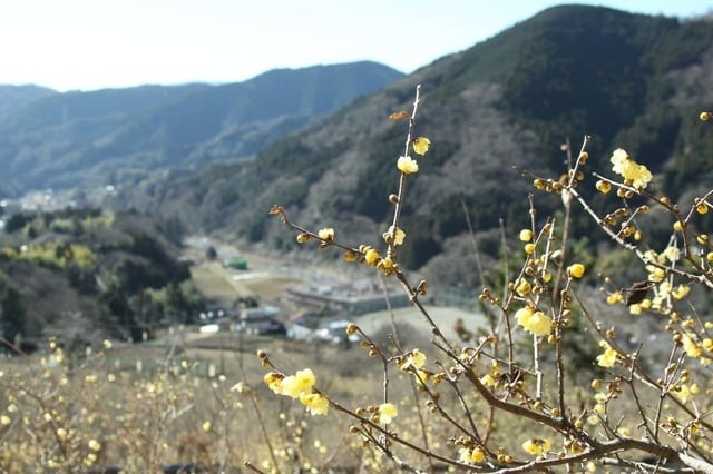 if-you-want-to-climb-now-at-the-peak-of-view-you-can-climb-from-the-rowbai-garden-with-a-spectacular-view-of-mt-fuji-if-youre-looking-for-a-piston-you-can-also-enjoy-a-replacement-cherry-blossom-viewing-when-descending-the-mountain-1739502736.jpg