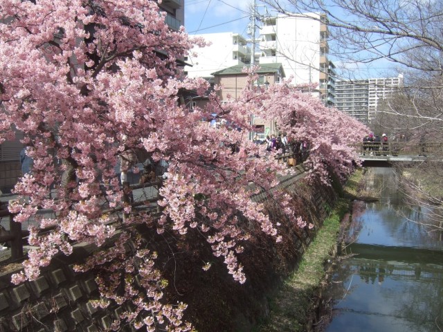 enjoy-early-blooming-kawazu-cherry-blossoms-along-the-saka-river-a-tributary-of-the-edo-river-the-13th-matsudo-juku-sakagawa-kawazu-cherry-blossom-festival-will-be-held-on-march-1st-and-2nd-1740709503.jpg