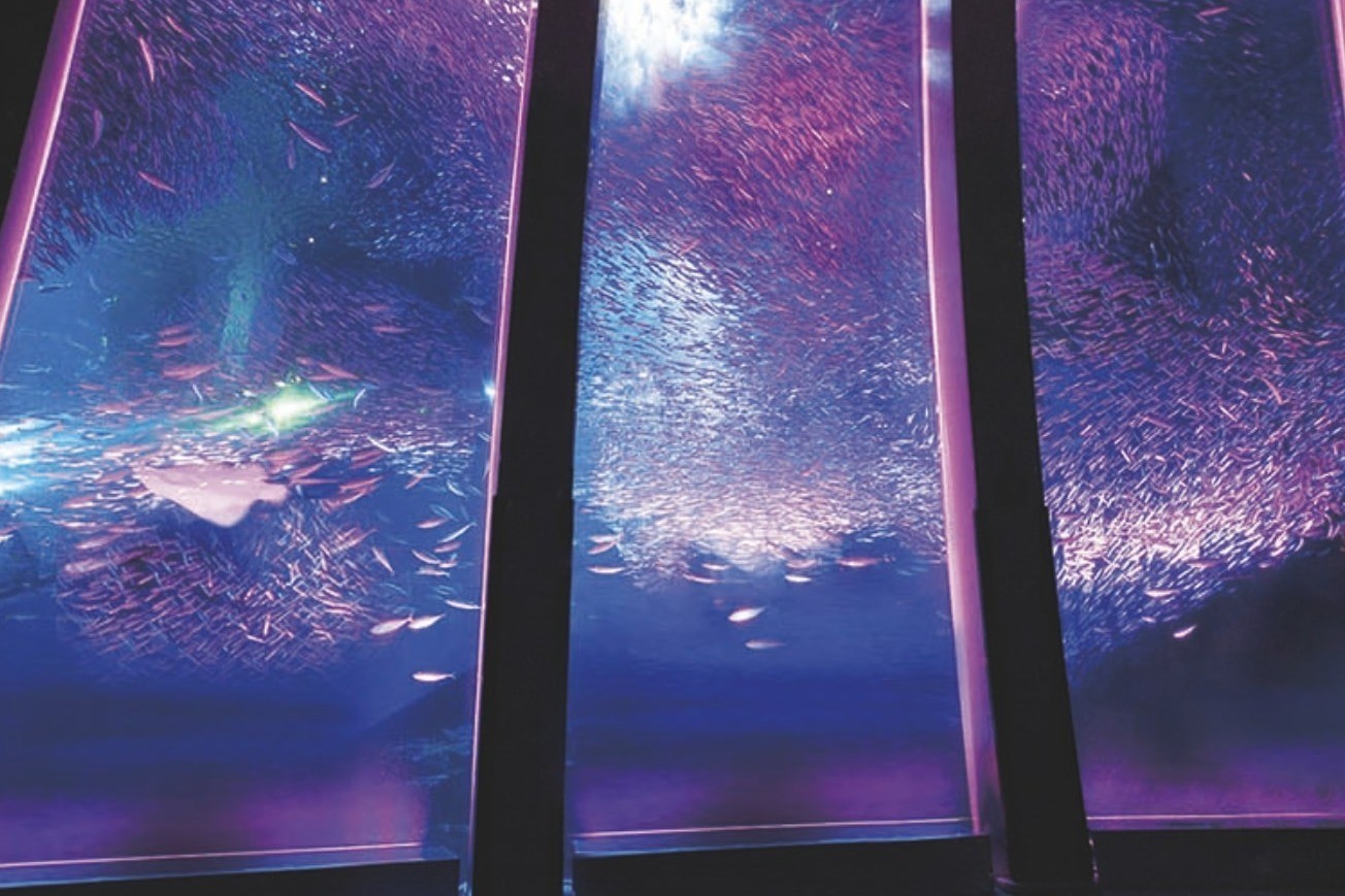 hanapara-spring-event-at-hakkeijima-sea-paradise-in-yokohama-and-more-underwater-cherry-blossoms-featuring-50000-sardines-the-largest-in-japan-1741050339.jpg