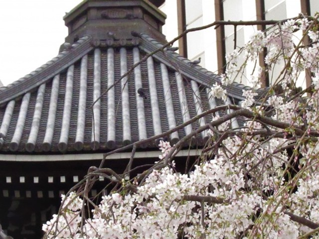 enjoy-cherry-blossom-viewing-at-the-nyabou-in-kyoto-cherry-blossoms-at-tonhoji-temple-rokkakudo-kyoto-1741220762.jpg