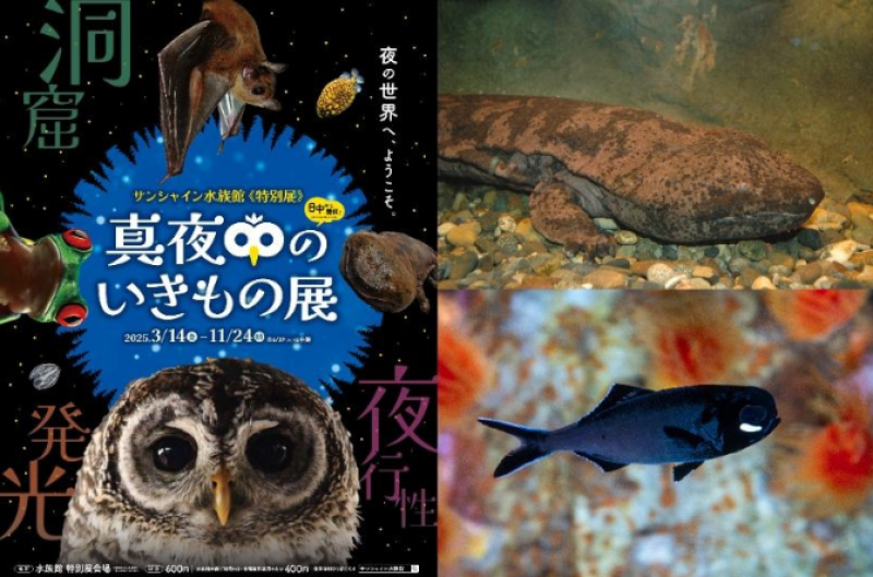 sunshine-aquarium-in-japan-special-exhibition-midnight-nocturnal-creatures-is-held-watch-animals-life-at-night-in-the-dark-1741916963-1.png