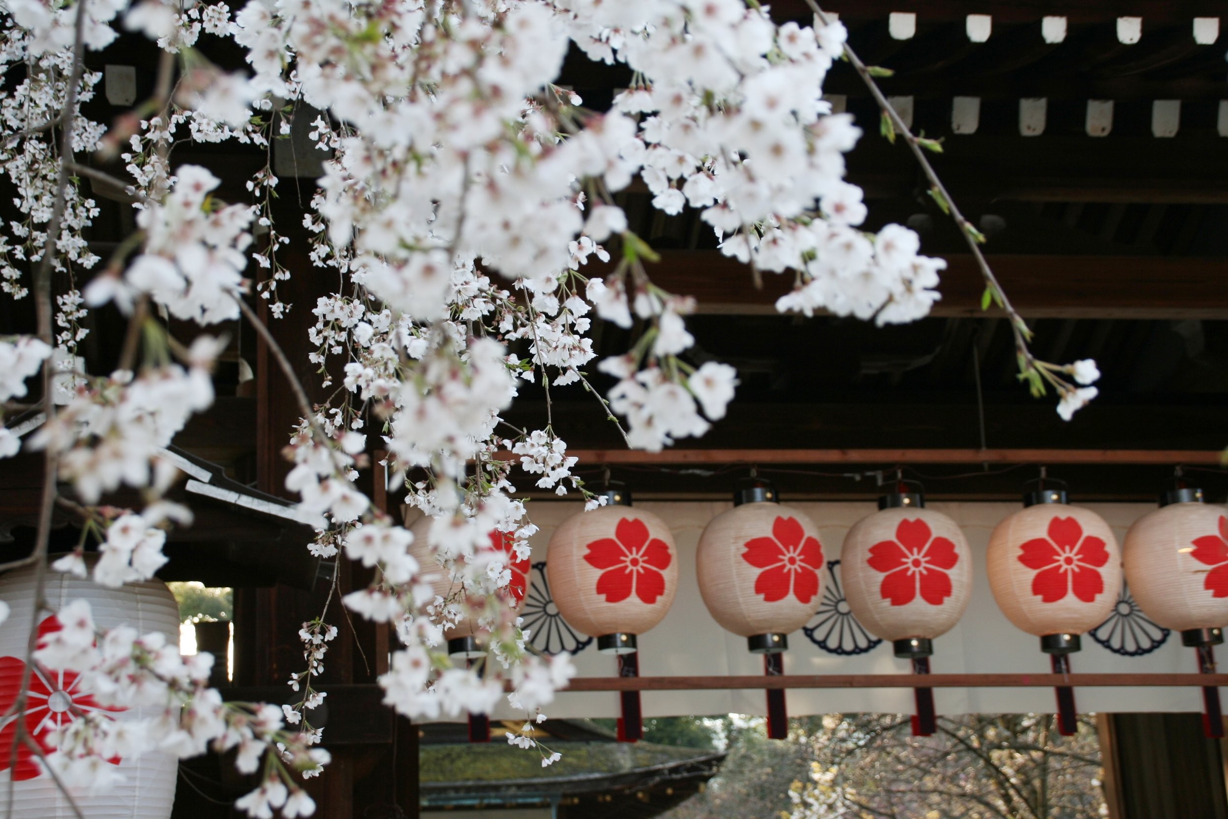 kyoto-enjoy-cherry-blossoms-and-plum-blossoms-at-the-same-time-3-kyoto-masters-and-favorite-spots-walking-with-easy-walking-ukaru-shimoru-nishiiri-tou-iriru-43-1741918451.jpg