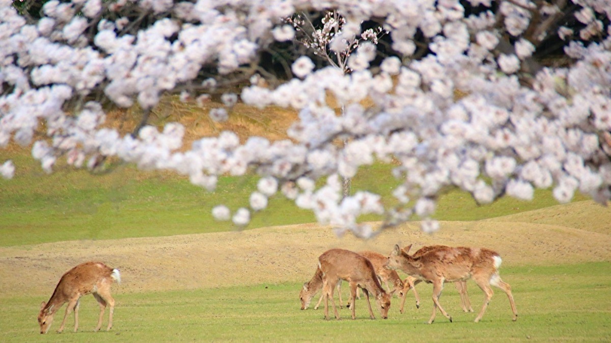 nara-park-a-park-where-you-can-see-the-heart-warming-scenery-of-deer-and-cherry-blossoms-that-is-typical-of-nara-nara-city-1742949363.jpg