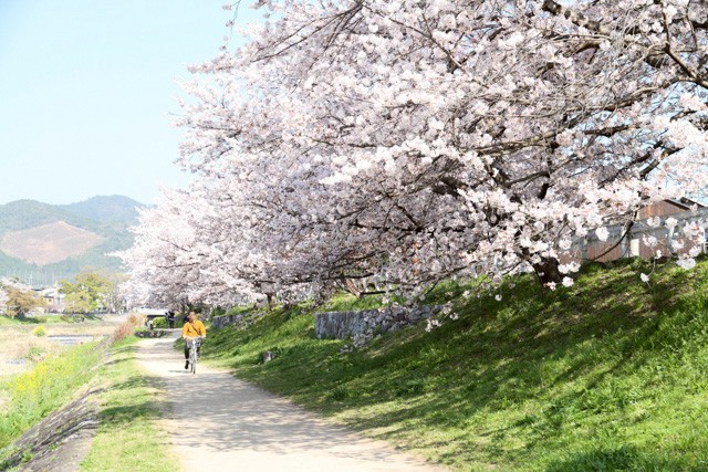 to-tour-famous-cherry-blossom-spots-in-kyoto-head-north-along-the-kamo-river-take-a-route-without-crowds-to-kamigamo-shrine-1743124290.jpg